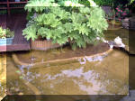 Le jardin aquatique de rve du Condroz - Printemps 2003 7  32 