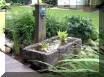 Le jardin aquatique de rêve du Condroz - Printemps 2003 8  8 