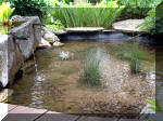 Le jardin aquatique de rêve du Condroz - Printemps 2003 8  15 