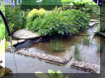 Le jardin aquatique de rêve du Condroz - Printemps 2003 8  16 
