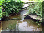 Le jardin aquatique de rêve du Condroz - Printemps 2003 8  3 
