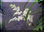 Le jardin aquatique de rve du Condroz - Printemps 2003 8  5 