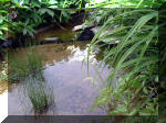 Le jardin aquatique de rêve du Condroz - Printemps 2003 8  13 