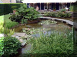 Le jardin aquatique de rêve du Condroz - Printemps 2003 8  7 