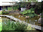 Le jardin aquatique de rêve du Condroz - Printemps 2003 8  17 