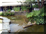 Le jardin aquatique de rêve du Condroz - Printemps 2003 8  22 