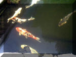 Le jardin aquatique de rêve du Condroz - Printemps 2003 8  28 