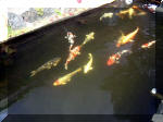 Le jardin aquatique de rêve du Condroz - Printemps 2003 8  30 