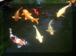 Le jardin aquatique de rêve du Condroz - Printemps 2003 8  25 