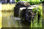 Le jardin aquatique de rve du Condroz - Printemps 2004 9  10 