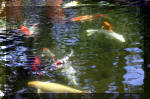 Le jardin aquatique de rve du Condroz - Printemps 2004 9  17 
