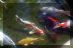 Le jardin aquatique de rve du Condroz - Printemps 2004 9  18 