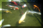 Le jardin aquatique de rve du Condroz - Printemps 2004 9  19 