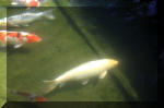 Le jardin aquatique de rve du Condroz - Printemps 2004 9  22 