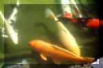 Le jardin aquatique de rve du Condroz - Printemps 2004 9  26 