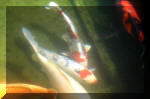 Le jardin aquatique de rve du Condroz - Printemps 2004 9  27 