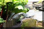 Le jardin aquatique de rêve du Condroz - Printemps 2004 10  5 