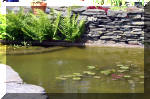 Le jardin aquatique de rêve du Condroz - Printemps 2004 10  2 