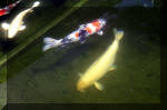 Le jardin aquatique de rêve du Condroz - Printemps 2004 10  19 