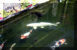 Le jardin aquatique de rêve du Condroz - Printemps 2004 10  18 