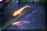 Le jardin aquatique de rêve du Condroz - Printemps 2004 10  27 