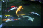 Le jardin aquatique de rêve du Condroz - Printemps 2004 10  31 