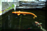 Le jardin aquatique de rêve du Condroz - Printemps 2004 10  33 