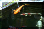 Le jardin aquatique de rêve du Condroz - Printemps 2004 10  34 