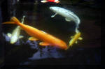 Le jardin aquatique de rêve du Condroz - Printemps 2004 10  37 