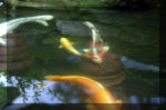 Le jardin aquatique de rêve du Condroz - Printemps 2004 10  38 