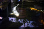 Le jardin aquatique de rêve du Condroz - Printemps 2004 10  35 