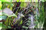 Jardins aquatiques de rve en ville 1  10 