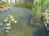Le jardin aquatique de Scoubidou 2  15 