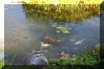 Le jardin aquatique de Scoubidou automne 2005  31 