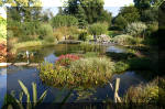 Le jardin aquatique de Scoubidou automne 2005  25 