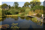 Le jardin aquatique de Scoubidou automne 2005  13 