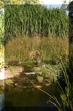 Le jardin aquatique de Scoubidou automne 2005  9 