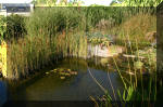 Le jardin aquatique de Scoubidou automne 2005  6 