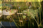 Le jardin aquatique de Scoubidou automne 2005  3 