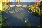 Le jardin aquatique de Scoubidou automne 2005  1 