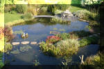 Le jardin aquatique de Scoubidou automne 2005  35 