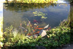 Le jardin aquatique de Scoubidou automne 2005  24 