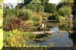 Le jardin aquatique de Scoubidou automne 2005  15 