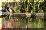 Le jardin aquatique de Scoubidou automne 2005  13 