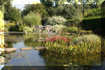 Le jardin aquatique de Scoubidou automne 2005  10 