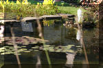 Le jardin aquatique de Scoubidou automne 2005  11 