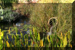 Le jardin aquatique de Scoubidou automne 2005  8 