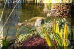 Le jardin aquatique de Scoubidou automne 2005  6 