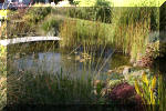 Le jardin aquatique de Scoubidou automne 2005  4 