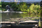 Le jardin aquatique de Scoubidou automne 2005  1 